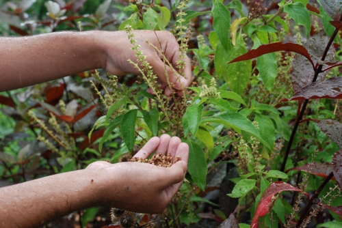 Impacto das plantas e fitos na rede pública de saúde é tema da 