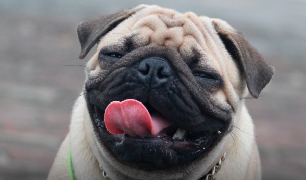 Medicamentos para prolongar a vida de cães estão cada vez mais perto da realidade