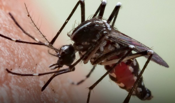 Com 102 mortes, chikungunya tem letalidade maior que dengue no Brasil