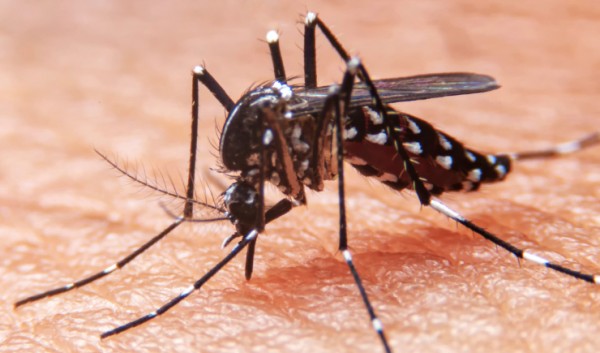 Ministério da Saúde incorpora vacina contra a dengue no SUS