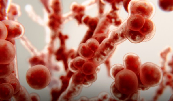 Esponja biodegradável intravaginal: farmacêutica avalia nova alternativa ao tratamento da candidíase