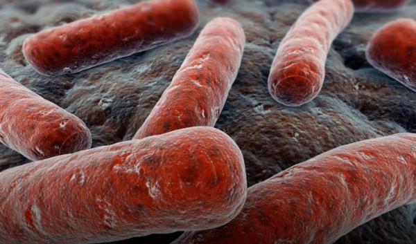 Conitec recebe contribuições em consulta pública sobre medicamento para tratamento da brucelose huma