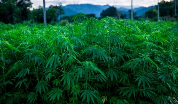 Criminalização das drogas impacta medicamentos à base de canabidiol?