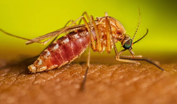 Ministério da Saúde alerta gestantes sobre risco de transmissão da febre oropuche para os fetos